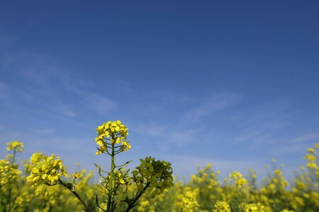 Bloom field agriculture