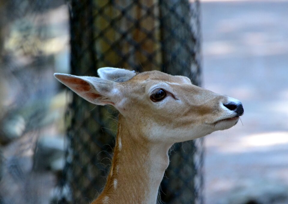 Doe zoo animal
