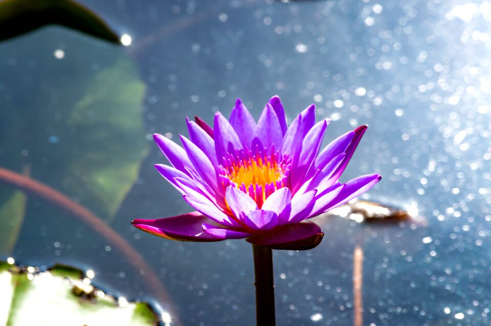 Leaf nature pink lotus