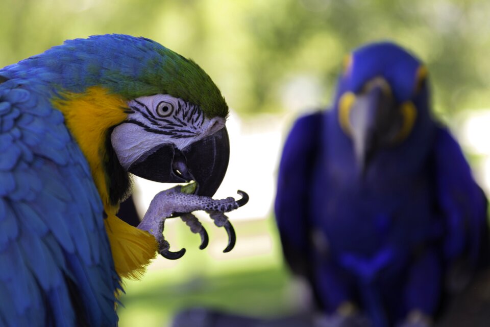 Wildlife colorful pet