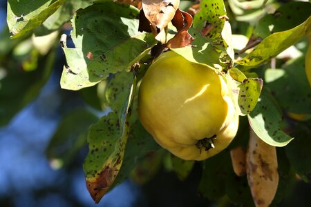 Plant tree autumn