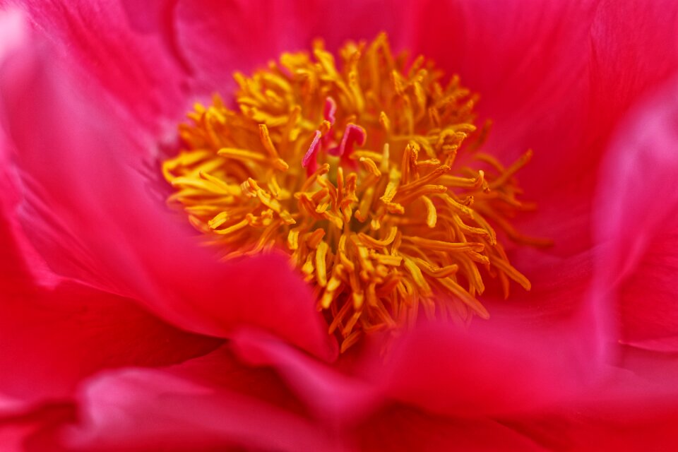 Wild flowers petals nature