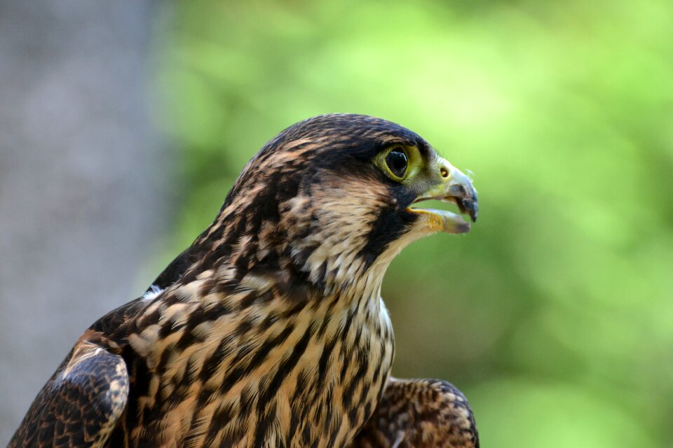 Young falcon bird
