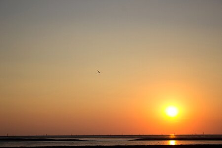 Sky dusk seagull