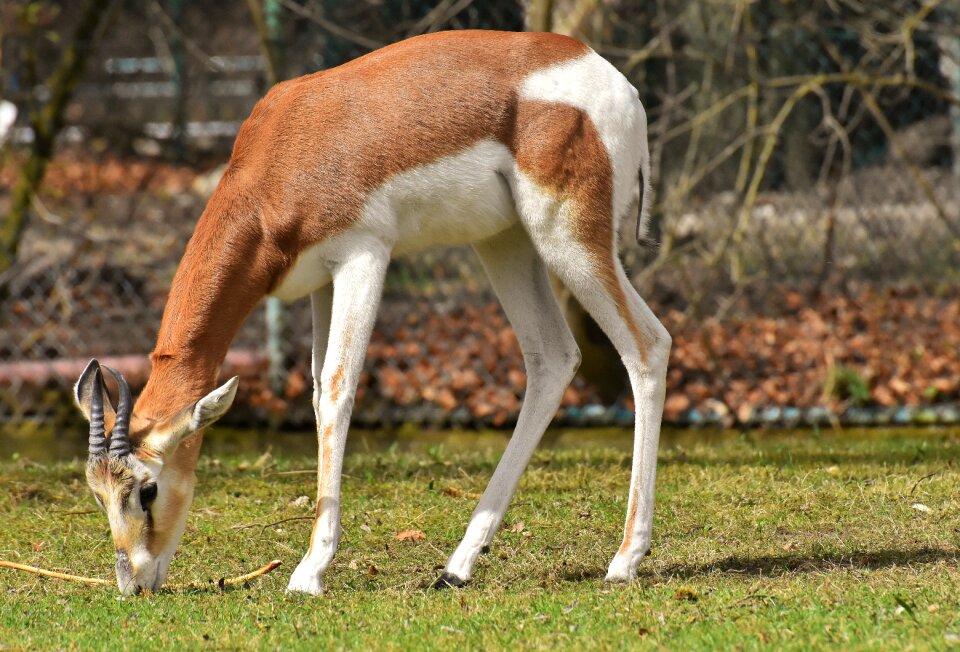 African animal animal world nature