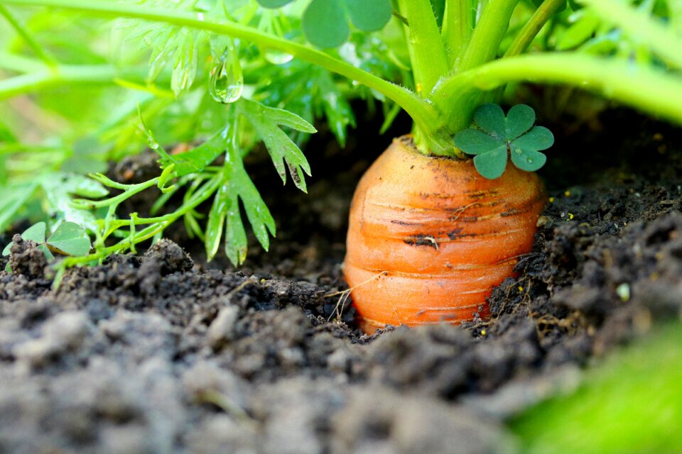 Cultivation garden vitamins