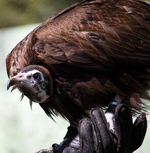 Nature animal animal world