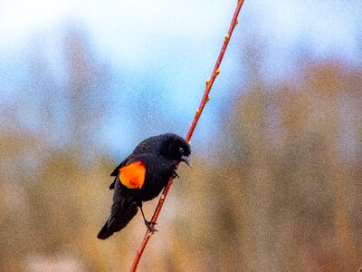 Wildlife snow red winged blackbird photo