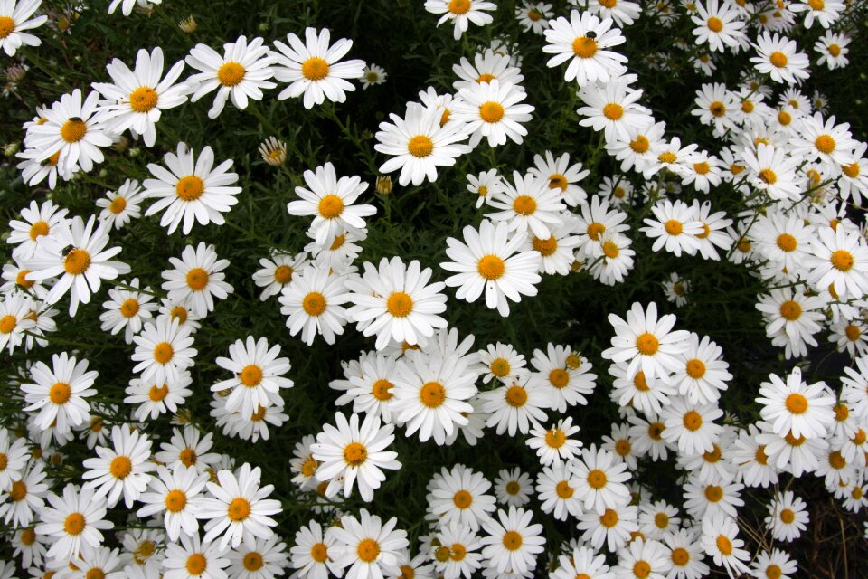 Wildflower flowers flower garden