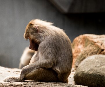Animal world primate sitting
