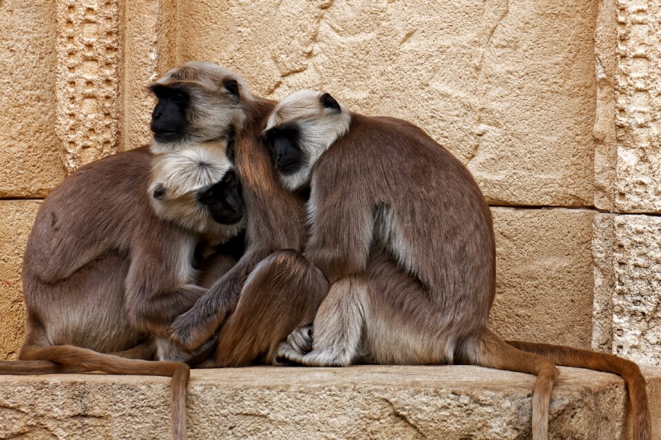 Animal primate mammal