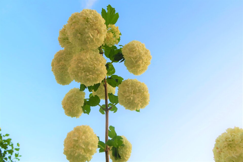 Leaves nature plant