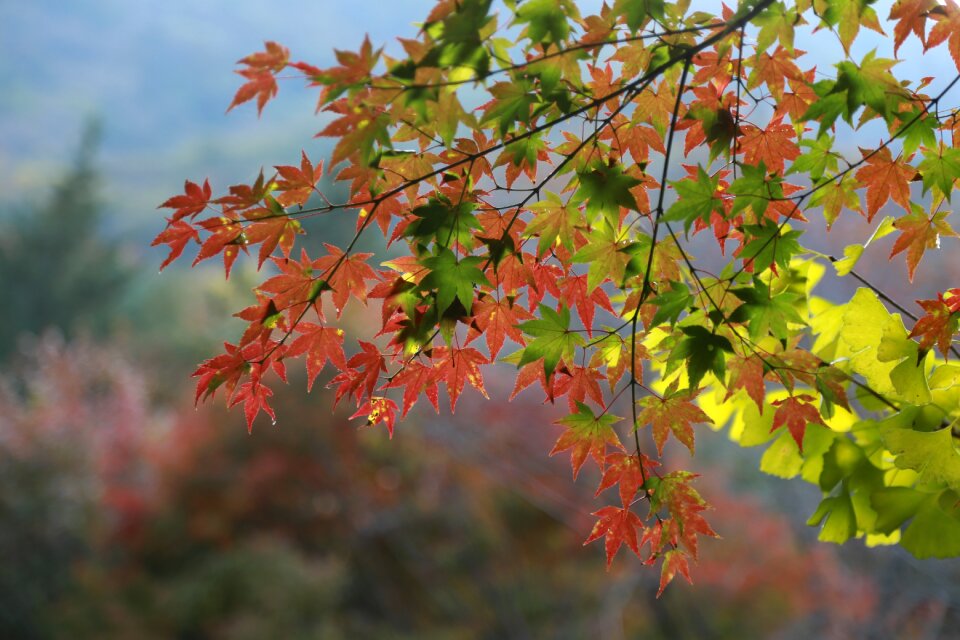 Autumn nature the shining