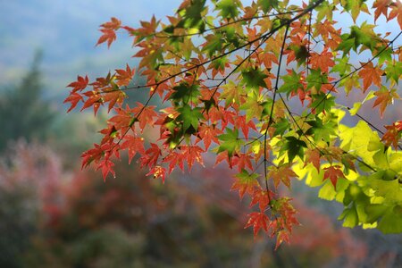 Autumn nature the shining