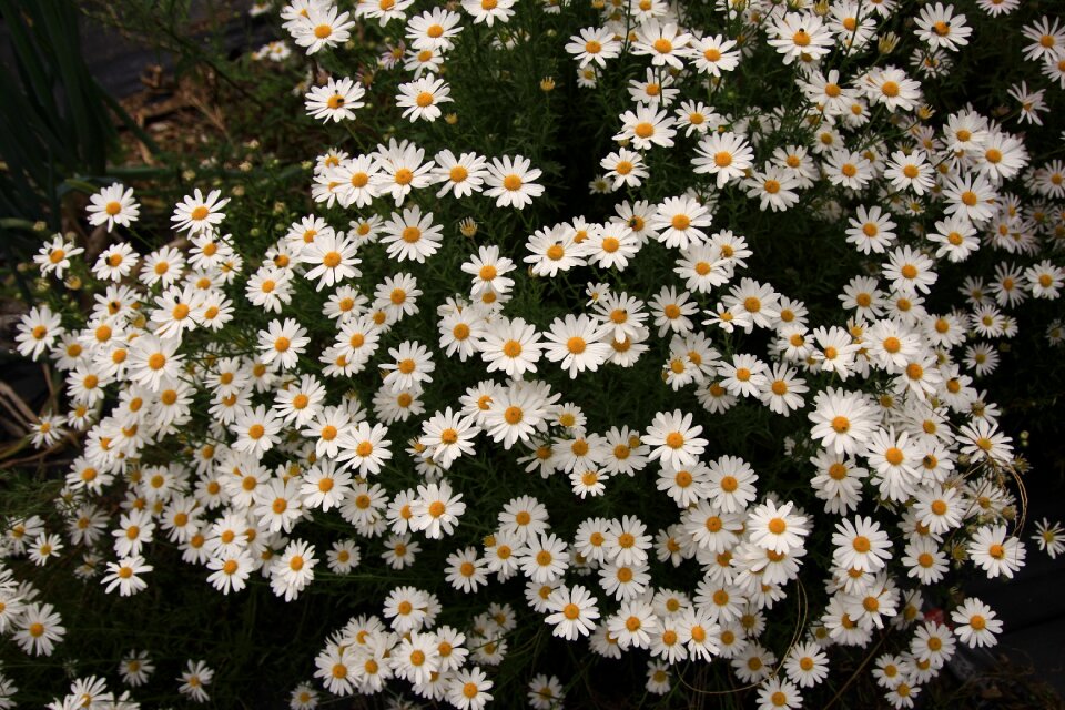 Gujeolcho autumn white flower