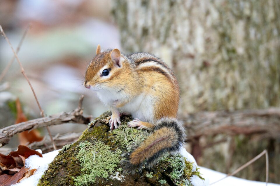 Spring nature wildlife