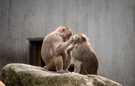 Animal world primates sitting