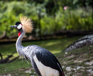 Animal animal world spring crown