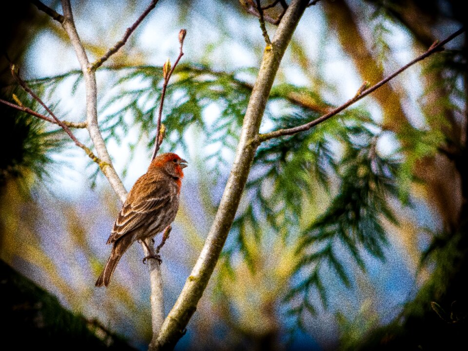 Tree wildlife outdoors