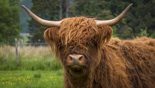 Highland beef cow pasture