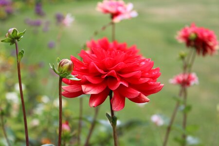 Flower walk beauty photo