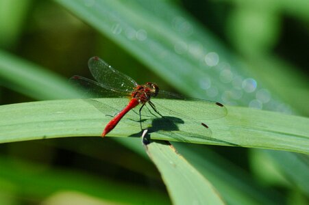 Wildlife animal outdoors photo