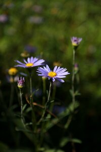 Nature plants wildflower