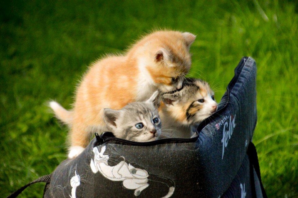 Cute animals adorable