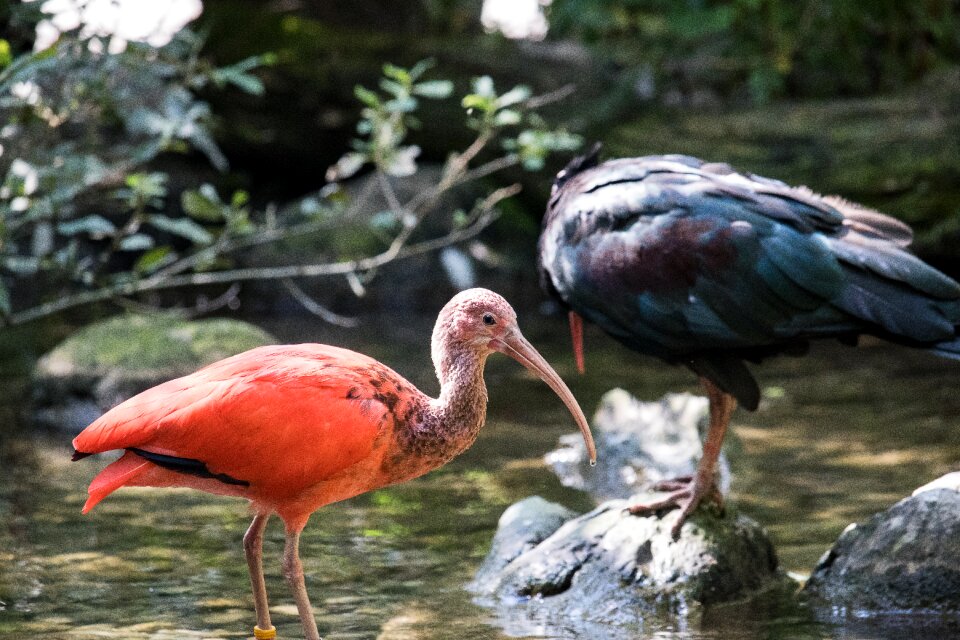 Animal world orange eastern