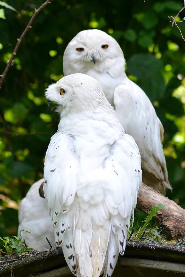 Nature owl Free photos