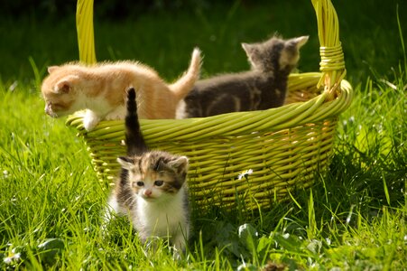 Cute animals adorable