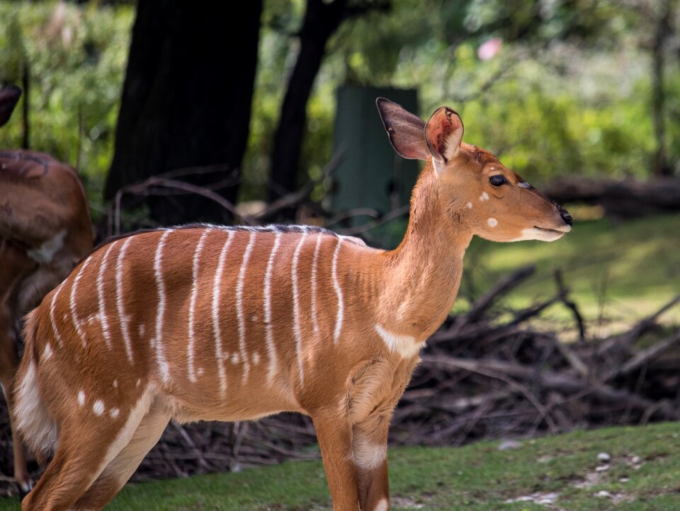 The forest bock animal animal world