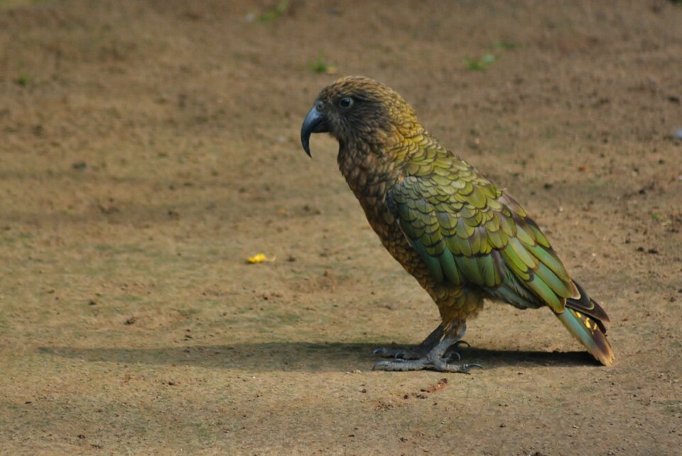 Bird park marlow kea animal world