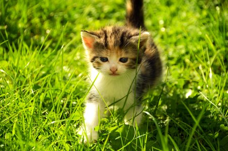 Cute animals adorable