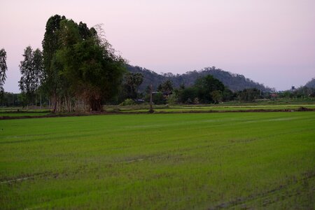 Cornfield nature mountains