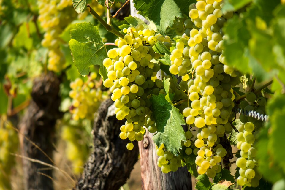 Rebstock grapevine grapes