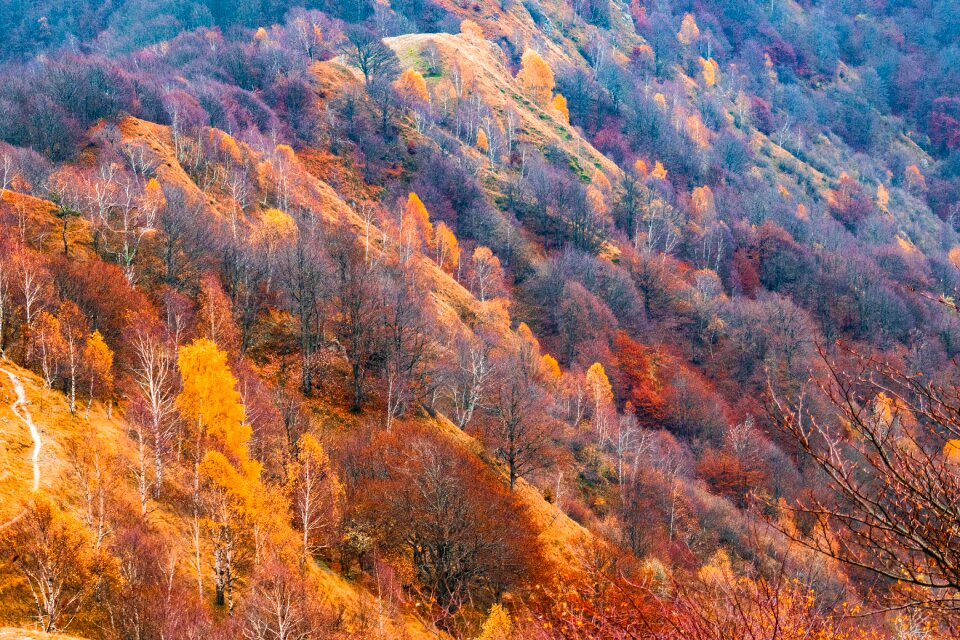 Forest autumn colours hill