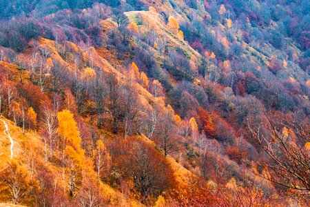 Forest autumn colours hill