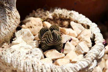 Rock garden crassula buddha's temple