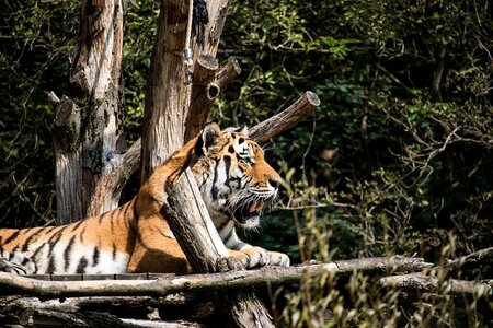 Animal world big cat nature