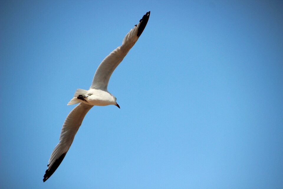 Wing sky sea