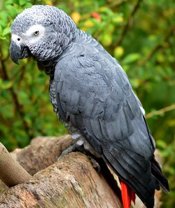 African grey parrot nature Free photos