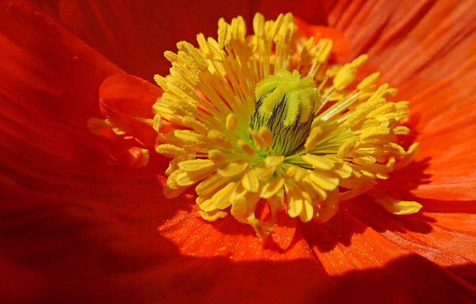 Flower nature garden
