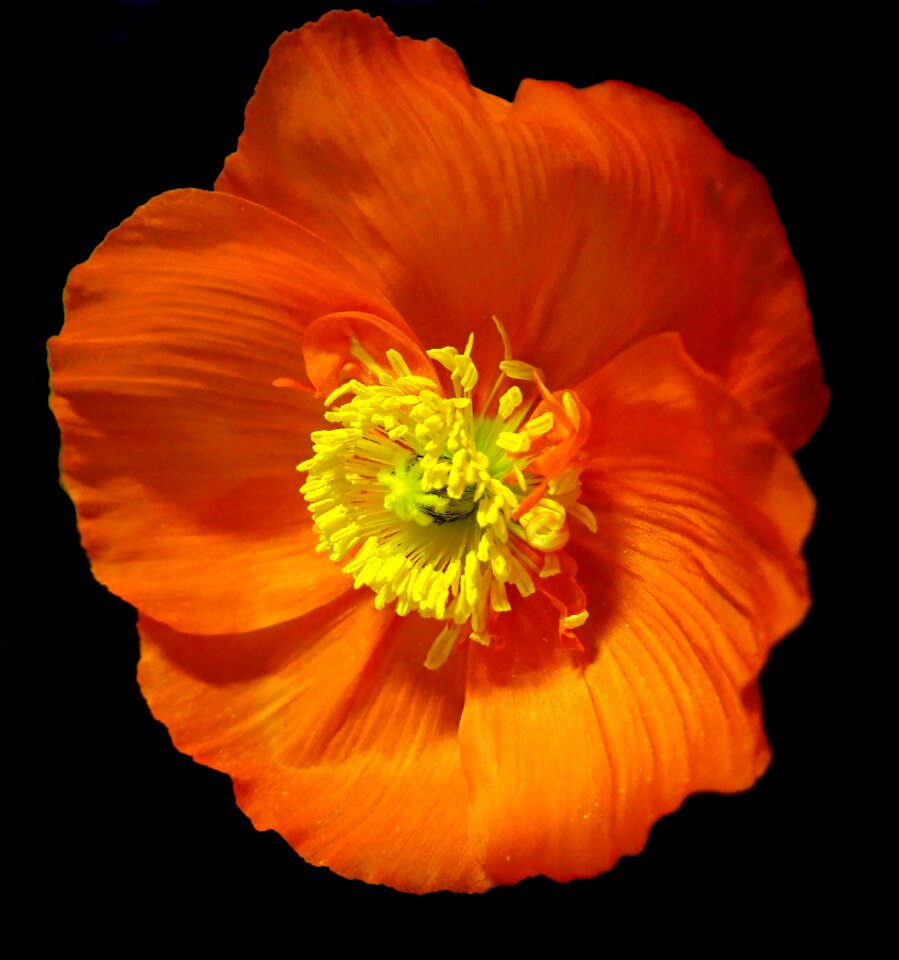 Garden nature plant
