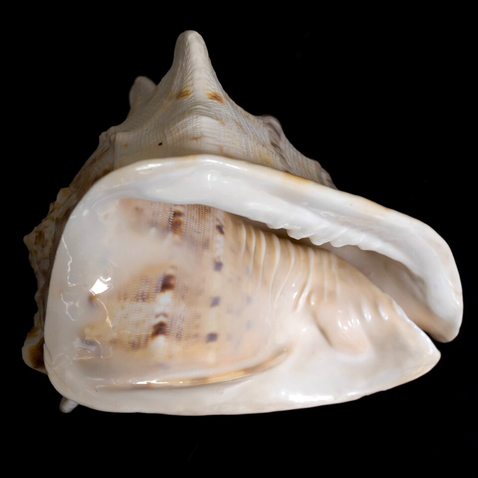 Natural mollusk aquatic