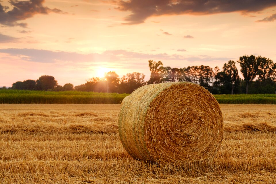 Stubble cereals agriculture