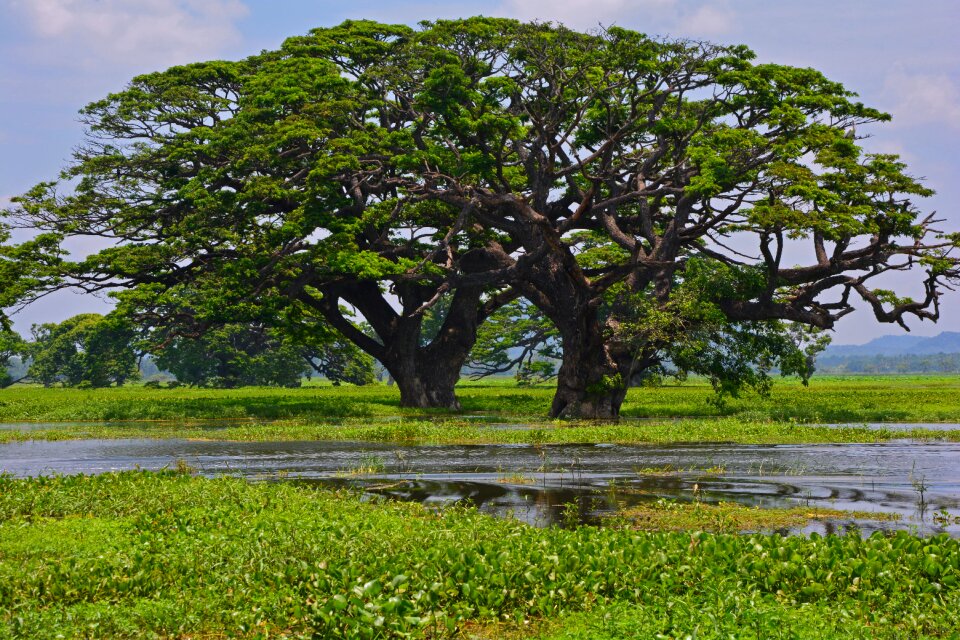 Sri lanka lake landscape