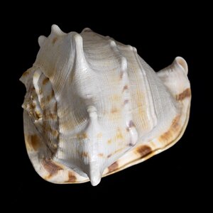 Natural mollusk aquatic