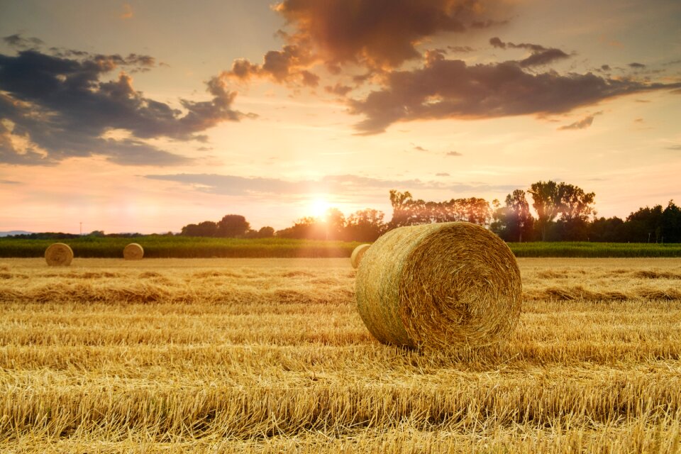 Stubble cereals agriculture