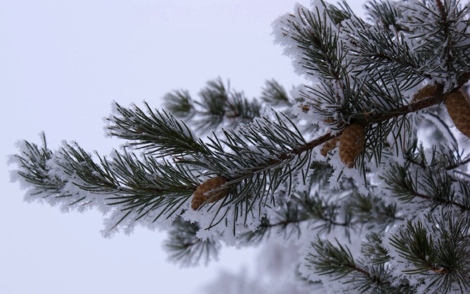 Bokeh nature leaves